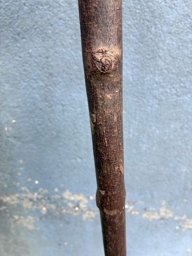 Vintage hazel walking stick