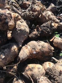 jerusalem artichoke tubers