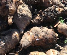 jerusalem artichoke tubers