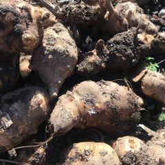 jerusalem artichoke tubers