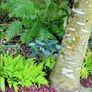 All Plants 5 Euro including rare varieties Image 4