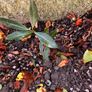 Free cherry laurel bush Image 3