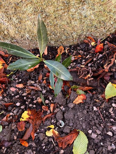 Free cherry laurel bush