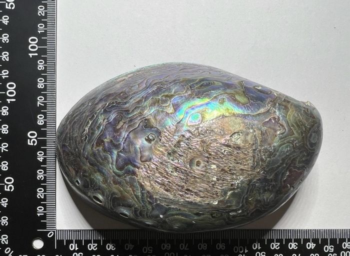 New Zealand Paua Abalone 3 Sea Shells Mother of Pearl