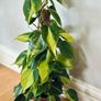 Philodendron Brasil with Mosspole in 15cm pot and 60cm in height Image 4