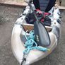 kayak Image 8