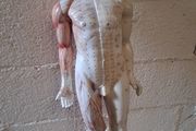 Vintage Anatomical Male