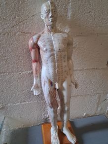 Vintage Anatomical Male