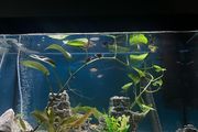 Fluval Tank + Fish