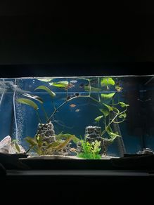 Fluval Tank + Fish