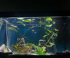 Fluval Tank + Fish