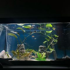 Fluval Tank + Fish