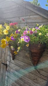 Hanging Baskets, Wall Cones