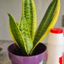 Snake plant Image 2