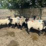 Sheep show and sale Image 5