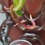 No.75 Monstera Albo Water Rooting Image 5