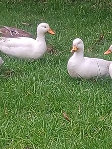 fertilized call duck eggs