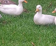 fertilized call duck eggs