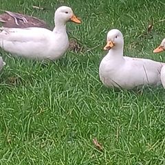 fertilized call duck eggs