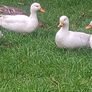 fertilized call duck eggs Image 2