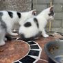 kitten Image 3