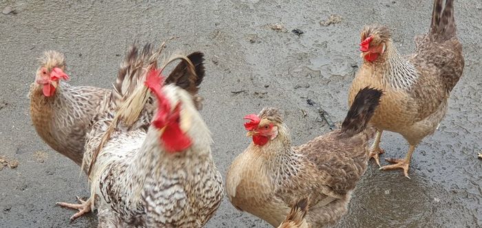 Fertile Cream Legbar Eggs