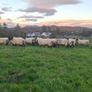 Quality breeding Ewes Image 6