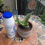 Rare SANSEVIERIA Hahnii house plant Image 3