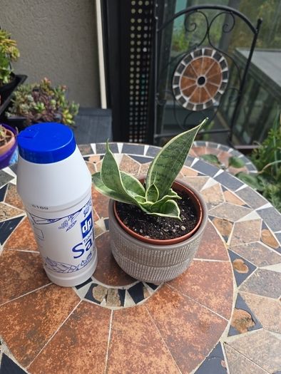 Rare SANSEVIERIA Hahnii house plant