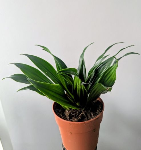 Dracaena Compacta Plant