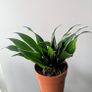 Dracaena Compacta Plant Image 2