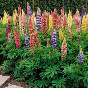 plants