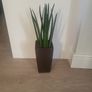 Sansevieria Cylindrica planter Image 4