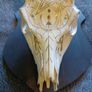 Deer skull Image 2