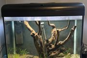 fish tank