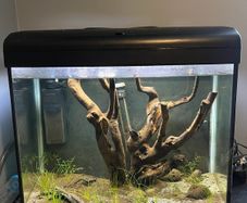 fish tank