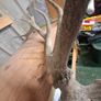 stag antlers Image 3