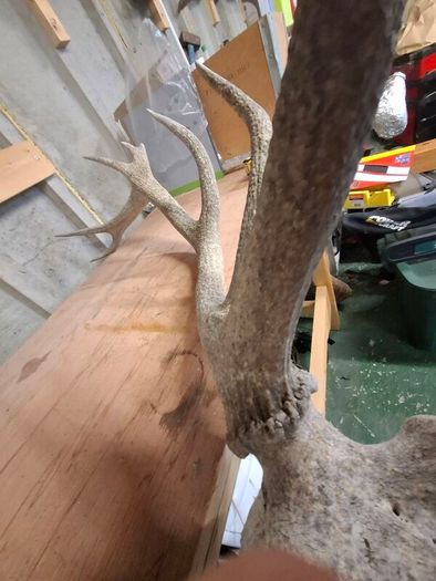 stag antlers