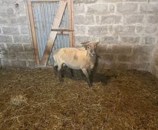 Shearling Rams