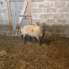 Shearling Rams