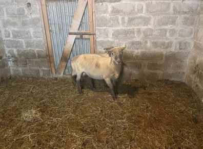 Shearling Rams