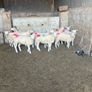 10 texel ewe hoggets Image 4