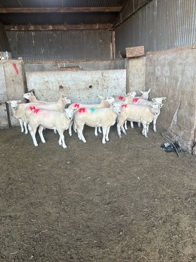 10 texel ewe hoggets