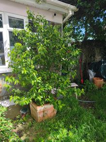 free mature shrub