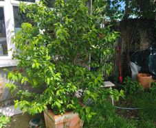 free mature shrub