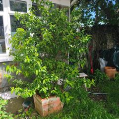 free mature shrub