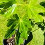 Beautiful Established Fig Tree 3ft Tall in Large Container Image 4