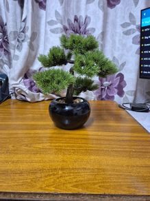 Bonzai Tree