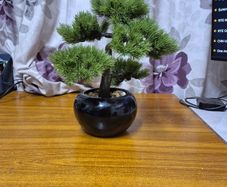 Bonzai Tree