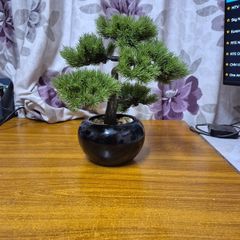 Bonzai Tree